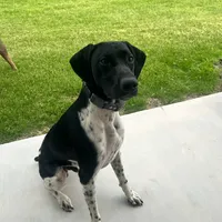 Dot, a female German Shorthaired Pointer for sale in Holyoke, CO – Photo 3 of 8