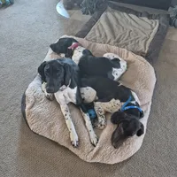 Dot, a female German Shorthaired Pointer for sale in Holyoke, CO – Photo 5 of 8