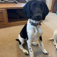Dot, a female German Shorthaired Pointer for sale in Holyoke, CO – Photo 1 of 8