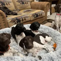 Dot, a female German Shorthaired Pointer for sale in Holyoke, CO – Photo 4 of 8