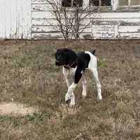 Dot, a female German Shorthaired Pointer for sale in Holyoke, CO – Photo 8 of 8