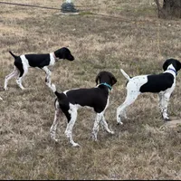 Dot, a female German Shorthaired Pointer for sale in Holyoke, CO – Photo 7 of 8