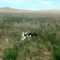 Dot, a female German Shorthaired Pointer for sale in Holyoke, CO – Photo 2 of 8