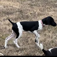 Dot, a female German Shorthaired Pointer for sale in Holyoke, CO – Photo 6 of 8