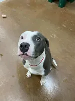 Harley, a male American Pit Bull Terrier for sale in North Richland Hills, TX – 2 of 3
