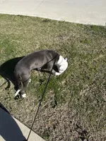 Harley, a male American Pit Bull Terrier for sale in North Richland Hills, TX – 3 of 3
