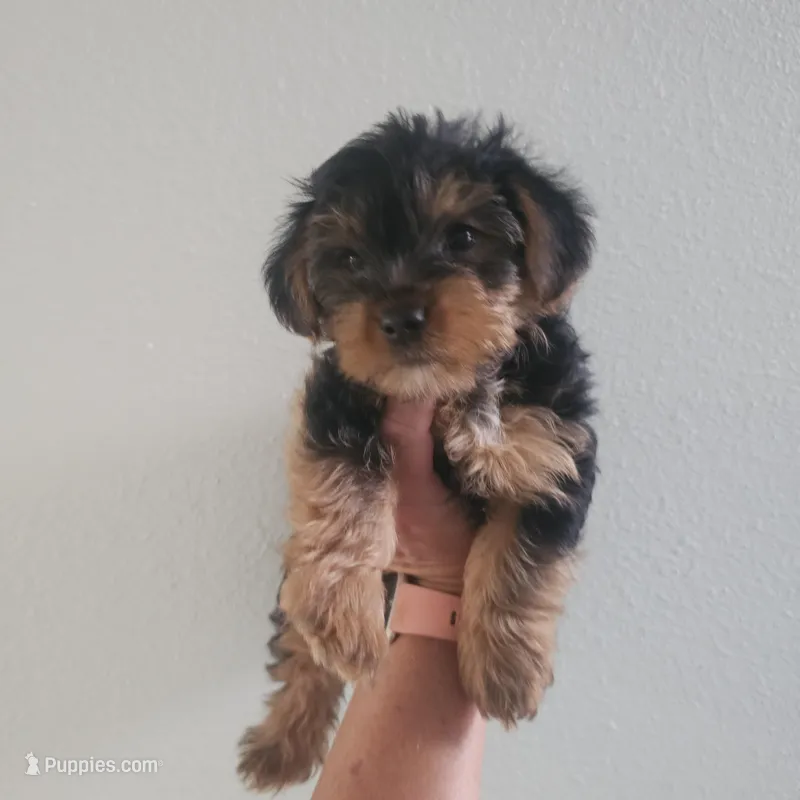 Teddy – Yorkshire Terrier puppy for sale in Palm Bay, FL