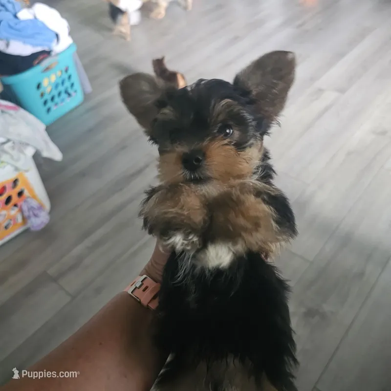 Douglas  – Yorkshire Terrier puppy for sale in Palm Bay, FL