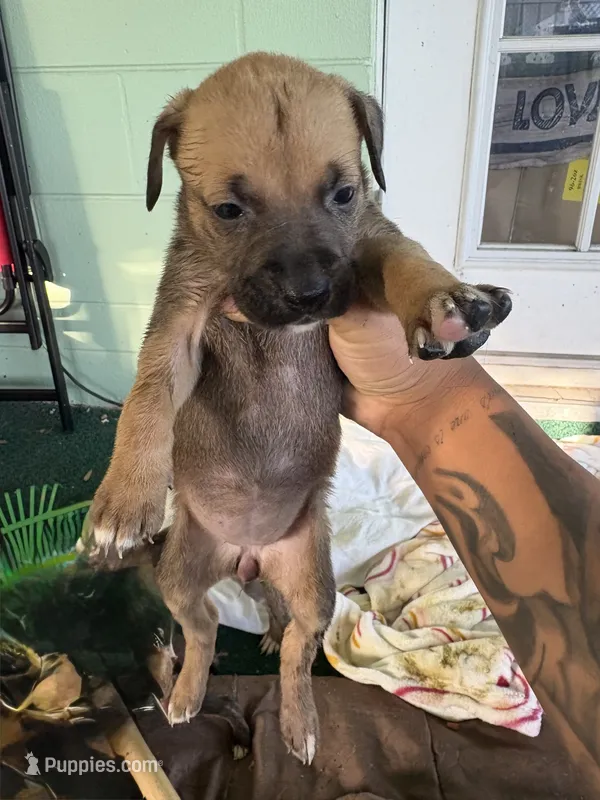 Na – German Shepherd Dog, Boxer puppy for sale in Ocala, FL