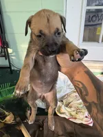 Na, a female German Shepherd Dog and Boxer for sale in Ocala, FL – 1 of 2