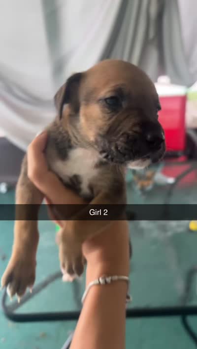 Na, a female German Shepherd Dog and Boxer for sale in Ocala, FL – 2 of 2