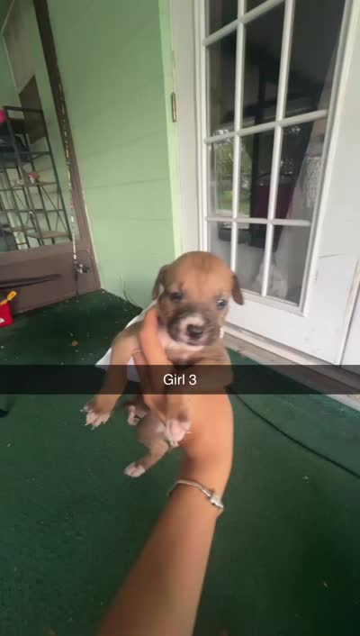Na, a female German Shepherd Dog and Boxer for sale in Ocala, FL – 2 of 2