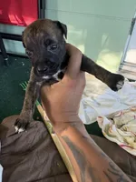 Na, a female German Shepherd Dog and Boxer for sale in Ocala, FL – 1 of 2