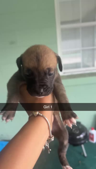 Na, a female German Shepherd Dog and Boxer for sale in Ocala, FL – 3 of 3