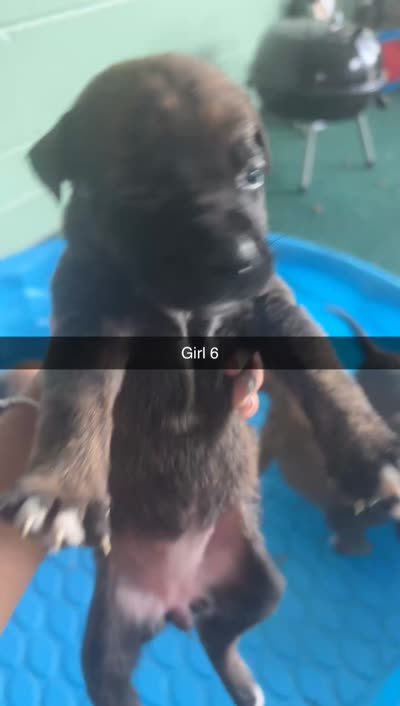 Na, a female German Shepherd Dog and Boxer for sale in Ocala, FL – 2 of 2