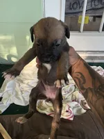 Na, a female German Shepherd Dog and Boxer for sale in Ocala, FL – 1 of 3