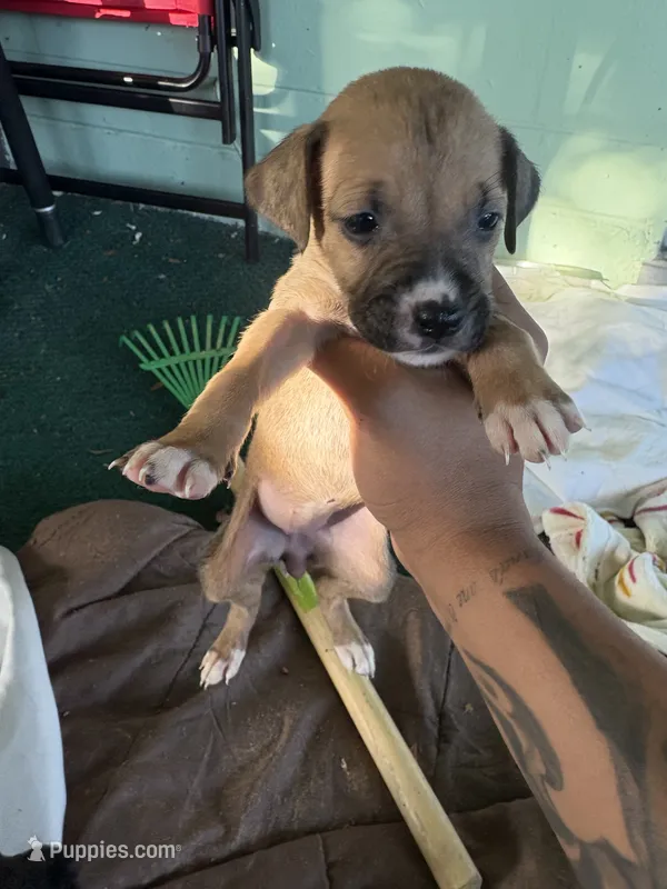 Na – German Shepherd Dog, Boxer puppy for sale in Ocala, FL