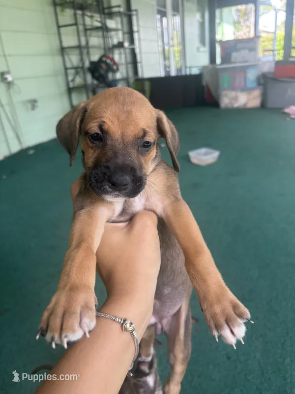 Na – German Shepherd Dog, Boxer puppy for sale in Ocala, FL