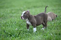 cease , a male American Bully and Olde English Bulldogge for sale in Norton, OH – 2 of 5