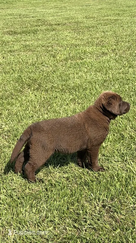 Flo, a female Labrador Retriever for sale in Norton, OH – 1 of 2