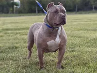 Luna , a female American Bully for sale in Norton, OH – 3 of 3