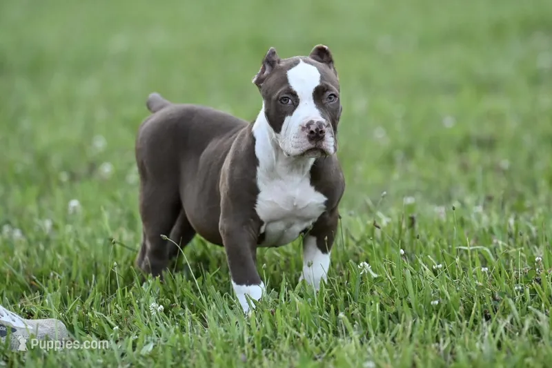 cease  – American Bully, Olde English Bulldogge puppy for sale in Norton, OH