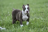 cease , a male American Bully and Olde English Bulldogge for sale in Norton, OH – 1 of 5