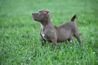 Mocha , a female American Bully and Olde English Bulldogge for sale in Norton, OH – 3 of 6