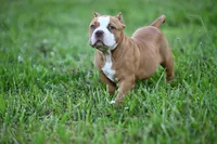 Biggie, a male American Bully and Olde English Bulldogge for sale in Norton, OH – 3 of 6