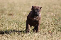 Demi, a female Cane Corso for sale in Norton, OH – Photo 2 of 4
