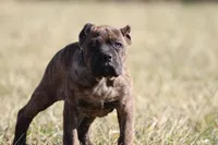 Demi, a female Cane Corso for sale in Norton, OH – Photo 1 of 4
