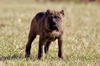 Demi, a female Cane Corso for sale in Norton, OH – Photo 4 of 4