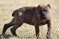 Demi, a female Cane Corso for sale in Norton, OH – Photo 3 of 4