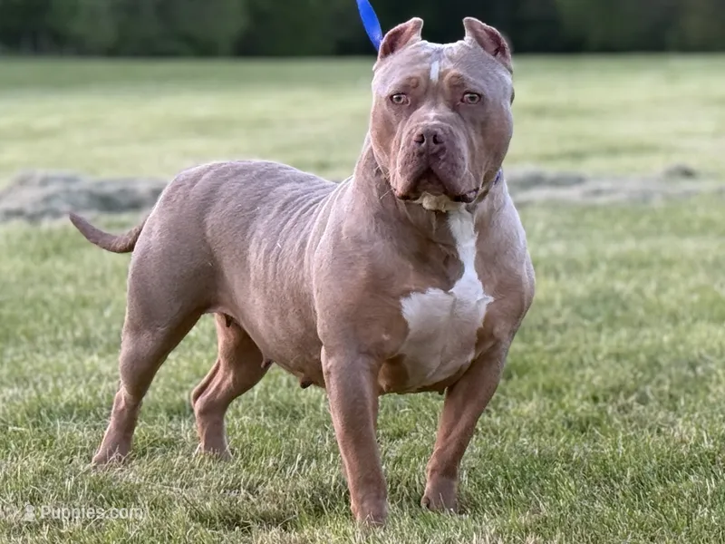Luna  – American Bully puppy for sale in Norton, OH