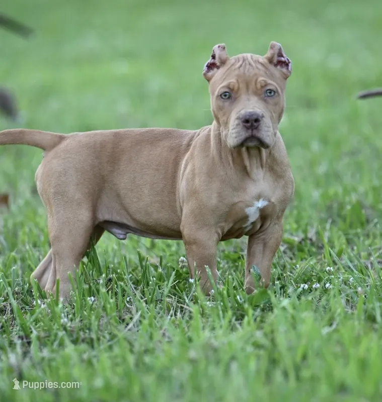 Red – American Bully, Olde Boston Bulldogge puppy for sale in Norton, OH