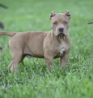 Red, a male American Bully and Olde Boston Bulldogge for sale in Norton, OH – 1 of 4