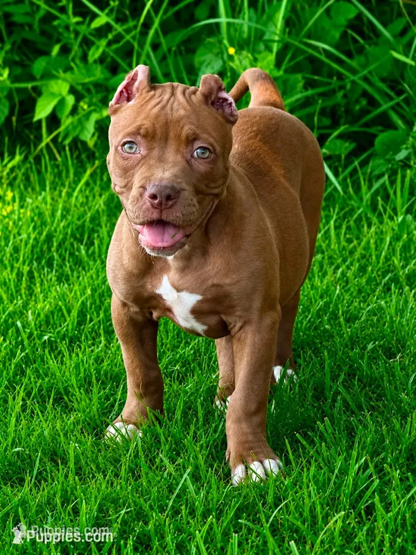 Mocha  – American Bully puppy for sale in Norton, OH
