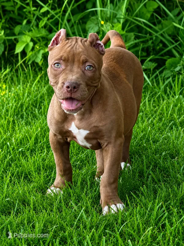 Mocha  – American Bully puppy for sale in Norton, OH