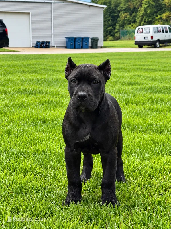 Deena  – Cane Corso puppy for sale in Norton, OH