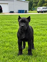 Deena , a female Cane Corso for sale in Norton, OH – 1 of 1