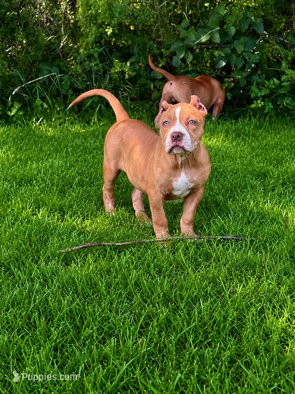 Faith – American Bully puppy for sale in Norton, OH