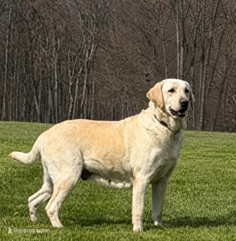 Yellow adult female – Labrador Retriever puppy for sale in Norton, OH