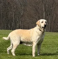 Photo of Yellow adult female