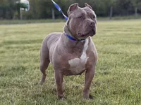 Luna, a female American Bully for sale in Norton, OH – Photo 3 of 3