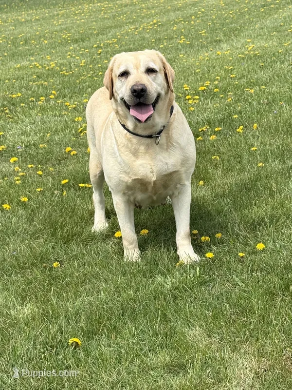 Import female  – Labrador Retriever puppy for sale in Norton, OH
