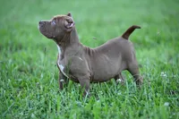 Mocha , a female American Bully and Olde English Bulldogge for sale in Norton, OH – 2 of 6