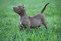 Mocha , a female American Bully and Olde English Bulldogge for sale in Norton, OH – 6 of 6