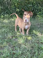 Faith, a female American Bully and Olde English Bulldogge for sale in Norton, OH – 2 of 4