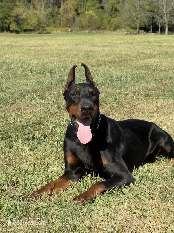 Bianca , a female Doberman Pinscher for sale in Norton, OH – Photo 1 of 1