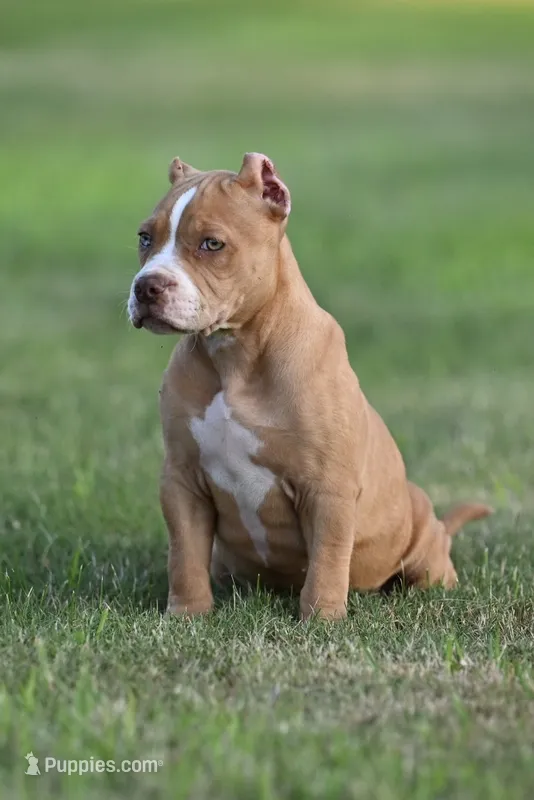 Faith – American Bully, Olde English Bulldogge puppy for sale in Norton, OH